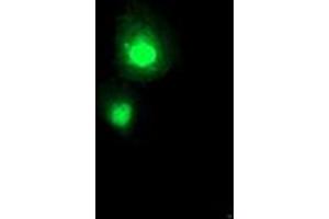 Anti-SERPINA5 mouse monoclonal antibody (ABIN2455637) immunofluorescent staining of COS7 cells transiently transfected by pCMV6-ENTRY SERPINA5 (RC203599). (SERPINA5 Antikörper)