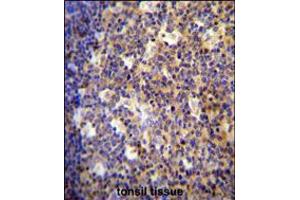 ALOX12B antibody immunohistochemistry analysis in formalin fixed and paraffin embedded human tonsil tissue followed by peroxidase conjugation of the secondary antibody and DAB staining.