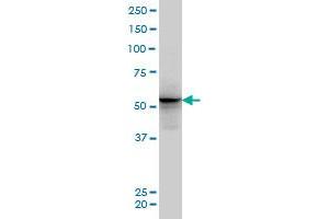 ALF monoclonal antibody (M04), clone 5B9 Western Blot analysis of ALF expression in PC-12 . (GTF2A1L Antikörper  (AA 251-348))