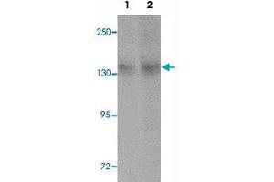Western blot analysis of NLRC3 in NIH/3T3 cell lysate with NLRC3 polyclonal antibody  at (1) 1 and (2) 2 ug/mL. (NLRC3 Antikörper  (Internal Region))