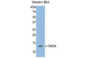 Western Blotting (WB) image for anti-Aggrecan (ACAN) (AA 588-684) antibody (ABIN1857938) (Aggrecan Antikörper  (AA 588-684))
