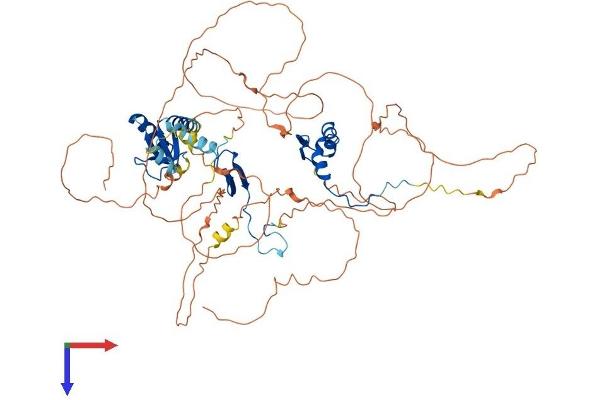 DBF4 Protein (AA 1-663) (His tag)