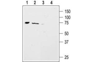 Western blot analysis of mouse ND7/23  neuroblastoma x rat DRG neuron hybrid cell line (lanes 1 and 3) and rat brain (lanes 2 and 4) lysates: - 1,2. (ACCN4 Antikörper  (Intracellular, N-Term))