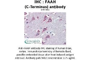 Image no. 1 for anti-Fatty Acid Amide Hydrolase (FAAH) (C-Term) antibody (ABIN1734226) (FAAH Antikörper  (C-Term))