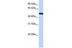 EIF2S2 antibody used at 1 ug/ml to detect target protein. (EIF2S2 Antikörper  (N-Term))