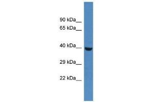 Western Blot showing Phkg1 antibody used at a concentration of 1.