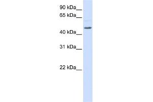 WB Suggested Anti-RGS11 Antibody Titration:  0. (RGS11 Antikörper  (Middle Region))
