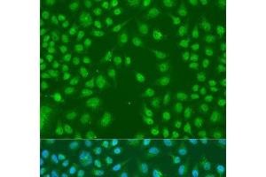 Immunofluorescence analysis of U2OS cells using HNRNPCL1 Polyclonal Antibody at dilution of 1:100. (HNRNPCL1 Antikörper)