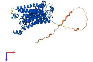RHCG Protein (AA 1-498) (His tag)