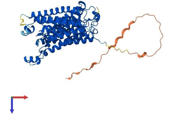 RHCG Protein (AA 1-498) (His tag)