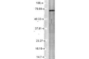 Western Blot analysis of Rat tissue lysate showing detection of KCNQ4 protein using Mouse Anti-KCNQ4 Monoclonal Antibody, Clone S43-6 . (KCNQ4 Antikörper  (AA 2-77) (Biotin))