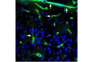 Immunohistochemistry (IHC) image for anti-Syntrophin, alpha 1 (Dystrophin-Associated Protein A1, 59kDa, Acidic Component) (SNTA1) (AA 191-205), (Intracellular) antibody (ABIN7043797)