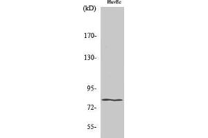 Western Blotting (WB) image for anti-Homeodomain Interacting Protein Kinase 4 (HIPK4) (C-Term) antibody (ABIN3180081) (HIPK4 Antikörper  (C-Term))