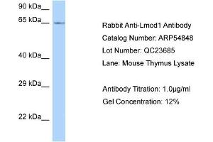 Western Blotting (WB) image for anti-Leiomodin 1 (LMOD1) (C-Term) antibody (ABIN2785919)