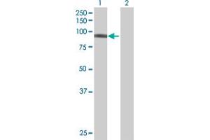 Western Blot analysis of DDX50 expression in transfected 293T cell line by DDX50 MaxPab polyclonal antibody. (DDX50 Antikörper  (AA 1-737))