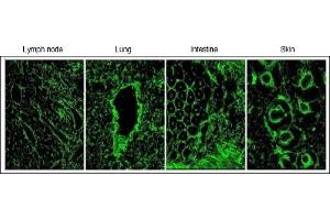 Immunofluorescence (IF) image for anti-Elastin Microfibril Interfacer 1 (EMILIN1) antibody (ABIN952077) (Emilin1 Antikörper)