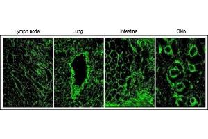 Immunofluorescence (IF) image for anti-Elastin Microfibril Interfacer 1 (EMILIN1) antibody (ABIN952077)