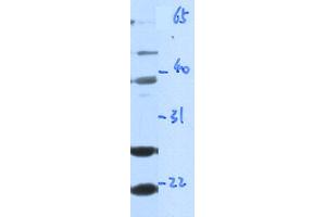 WB Suggested Anti-GZMA Antibody Titration: 0. (GZMA Antikörper  (Middle Region))
