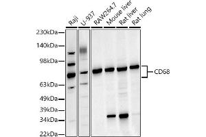 Western blot analysis of extracts of various cell lines, using CD68 antibody (ABIN6132070, ABIN6138218, ABIN6138221 and ABIN6217224) at 1:1000 dilution. (CD68 Antikörper  (AA 22-319))