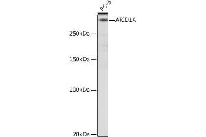 Western blot analysis of extracts of PC-3 cells, using A Rabbit mAb (ABIN7265699) at 1:500 dilution. (ARID1A Antikörper)