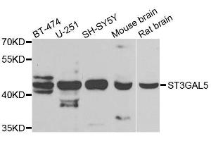 Western blot analysis of extracts of various cell lines, using ST3GAL5 antibody. (ST3GAL5 Antikörper  (AA 80-200))