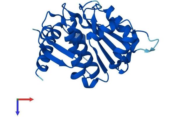 SENP8 Protein (AA 1-212) (His tag)