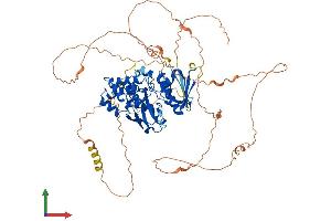 Protein Structure (PS) image for FERM Domain Containing 7 (FRMD7) (AA 1-703) protein (His tag) (ABIN7561893)