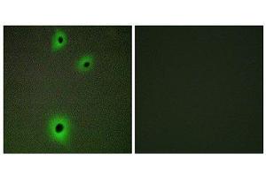 Immunofluorescence (IF) image for anti-Cell Adhesion Molecule 4 (CADM4) (C-Term) antibody (ABIN1850236) (Cell Adhesion Molecule 4 Antikörper  (C-Term))