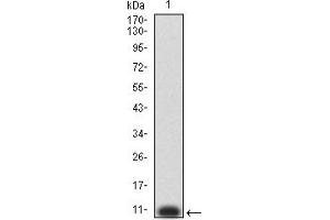 Western blot analysis using P2RY8 mAb against human P2RY8 (AA: extra mix) recombinant protein. (P2RY8 Antikörper)