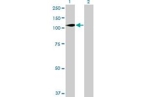 Western Blot analysis of DGKZ expression in transfected 293T cell line by DGKZ MaxPab polyclonal antibody. (DGKZ Antikörper  (AA 1-929))