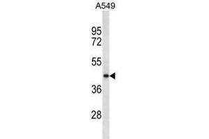 SRD5A2L2 Antibody (C-term)(Ascites) ABIN1539981 western blot analysis in A549 cell line lysates (35 μg/lane). (SRD5A2L2 Antikörper  (C-Term))