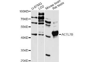 Western blot analysis of extracts of various cell lines, using ACTL7B antibody (ABIN6291742) at 1:3000 dilution. (Actl7b Antikörper)