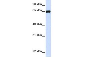 LRRC4C antibody used at 1 ug/ml to detect target protein. (LRRC4C Antikörper  (N-Term))
