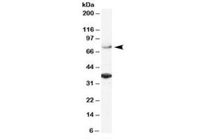 Western blot testing of HeLa lysate with ORC3L antibody at 2ug/ml. (ORC3 Antikörper)