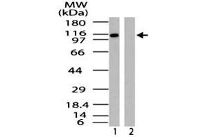 Western blot analysis of IPO9 in HeLa cell lysate in the 1) absence and 2) presence of immunizing peptide. (Importin 9 Antikörper  (AA 850-950))