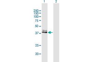 Western Blot analysis of FECH expression in transfected 293T cell line by FECH MaxPab polyclonal antibody. (FECH Antikörper  (AA 1-423))