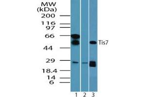 Image no. 2 for anti-Interferon Related Developmental Regulator 1 (IFRD1) (AA 70-120) antibody (ABIN960221) (IFRD1 Antikörper  (AA 70-120))