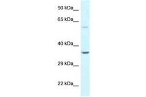 Image no. 1 for anti-BCL2-Associated Athanogene 5 (BAG5) (AA 74-123) antibody (ABIN6747641)