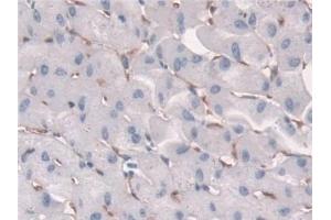 Immunohistochemistry (IHC) image for anti-neonatal Fc Receptor (FcRn) (AA 24-365) antibody (ABIN7441535)