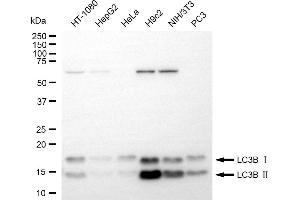Western blotting analysis using LC3B antibody (ABIN7799410). (Rekombinanter LC3B Antikörper)