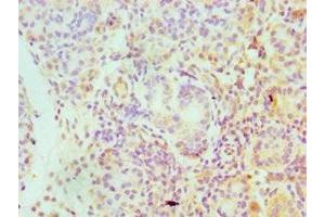 Immunohistochemistry of paraffin-embedded human pancreatic tissue using ABIN7157225 at dilution of 1:100 (SERPINA4 Antikörper  (AA 178-427))