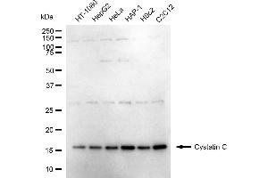 anti-Cystatin C (CST3) antibody