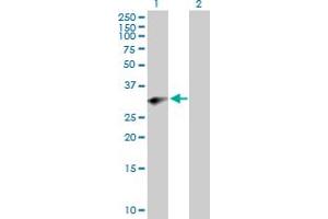 Western Blot analysis of PRRX2 expression in transfected 293T cell line by PRRX2 MaxPab polyclonal antibody. (PRRX2 Antikörper  (AA 1-253))