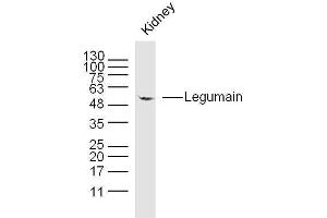 LGMN Antikörper  (AA 201-300)