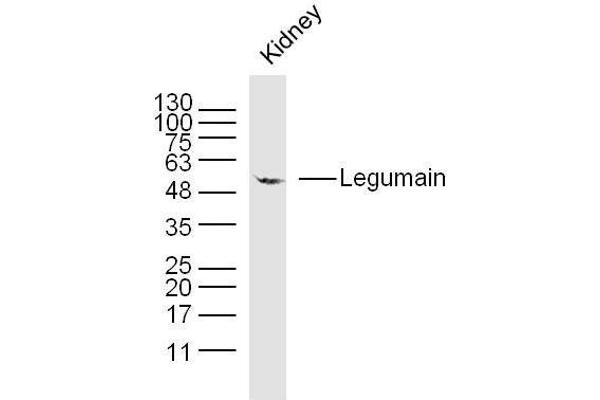 LGMN Antikörper  (AA 201-300)