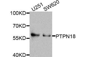Western blot analysis of extracts of various cells, using PTPN18 antibody. (PTPN18 Antikörper)