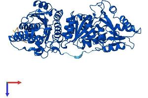 TKTL2 Protein (AA 1-627) (His tag)