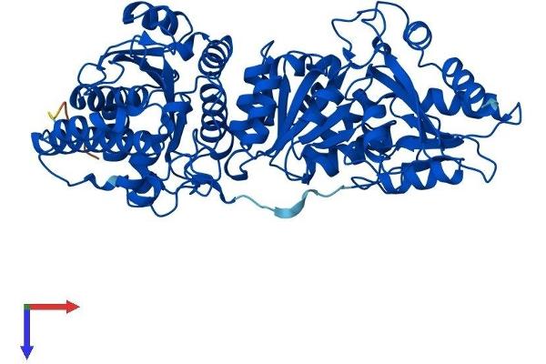 TKTL2 Protein (AA 1-627) (His tag)