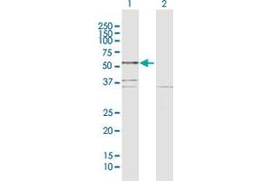 Western Blot analysis of BCL3 expression in transfected 293T cell line by BCL3 MaxPab polyclonal antibody. (BCL3 Antikörper  (AA 1-446))