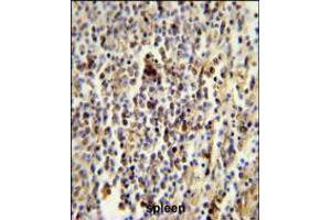 CD1E Antibody immunohistochemistry analysis in formalin fixed and paraffin embedded human spleen followed by peroxidase conjugation of the secondary antibody and DAB staining. (CD1e Antikörper  (AA 184-212))